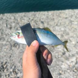 ワカシ