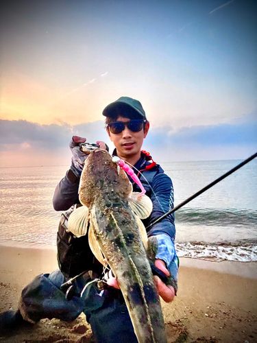マゴチの釣果