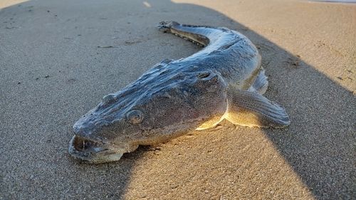 マゴチの釣果