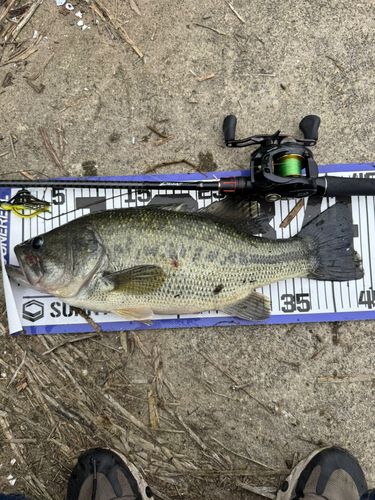 ブラックバスの釣果