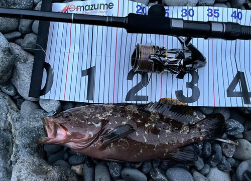キジハタの釣果