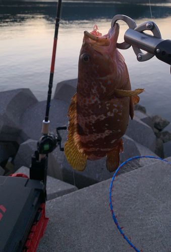 キジハタの釣果