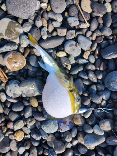 シロサバフグの釣果