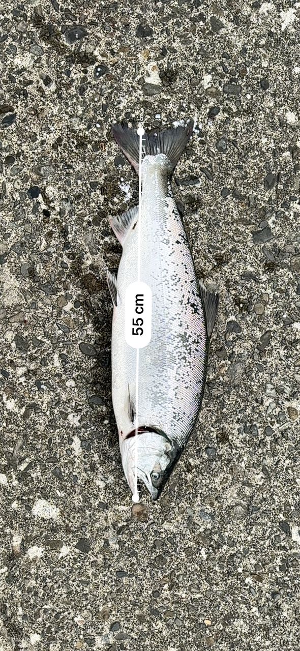 SHIMANO 20ルナミス S120M-3の最安値・インプレ・釣果 | 本音の