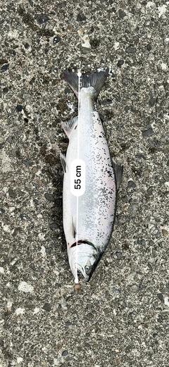 サクラマスの釣果
