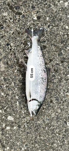 サクラマスの釣果