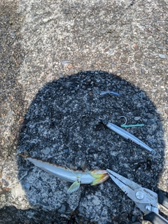 ホシノエソの釣果