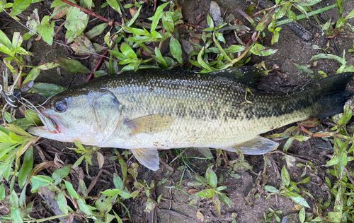 ブラックバスの釣果