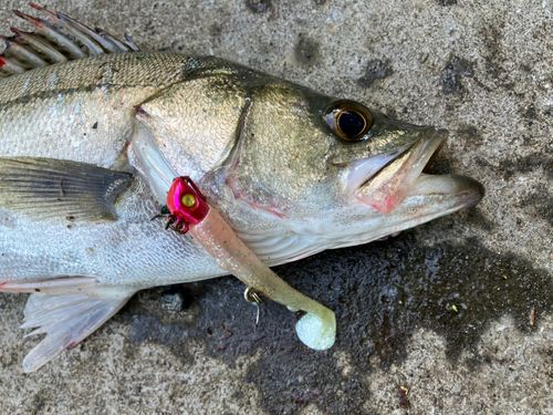 セイゴ（マルスズキ）の釣果
