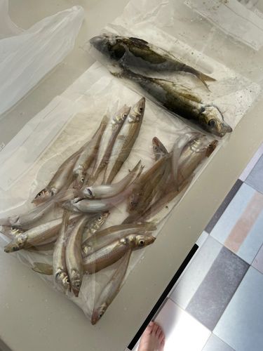 シロギスの釣果