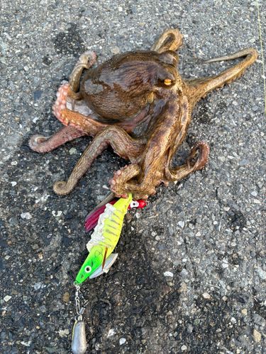 マダコの釣果