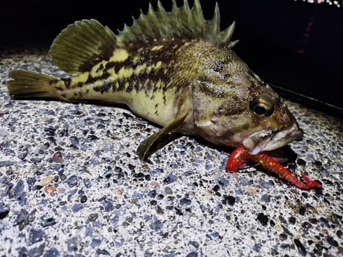 シマゾイの釣果