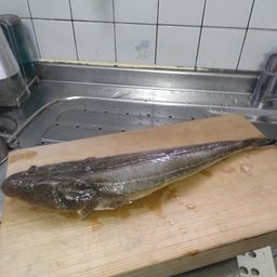 マゴチ