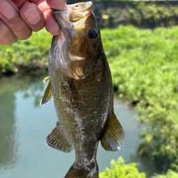 スモールマウスバス