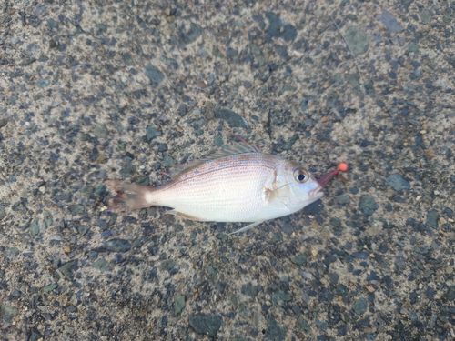 チャリコの釣果