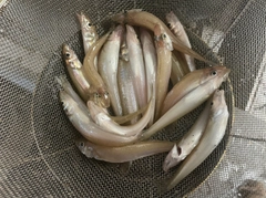キスの釣果