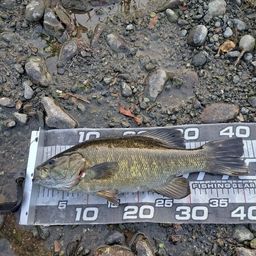 スモールマウスバス