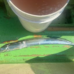タチウオ