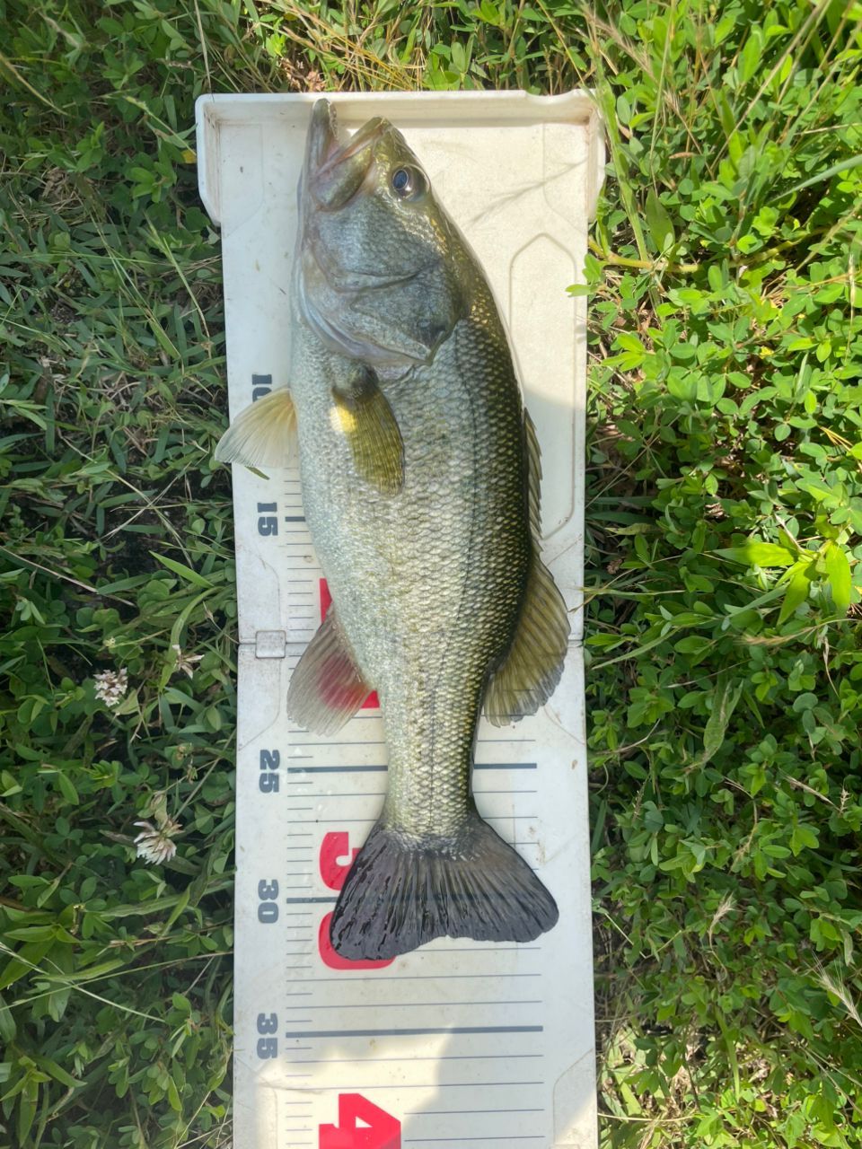 ラージマウスバス