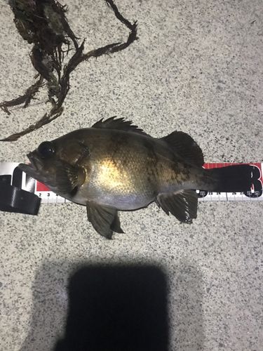メバルの釣果