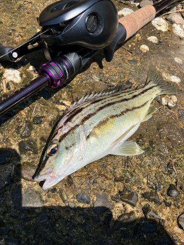 シマイサキの釣果