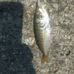 アジ
