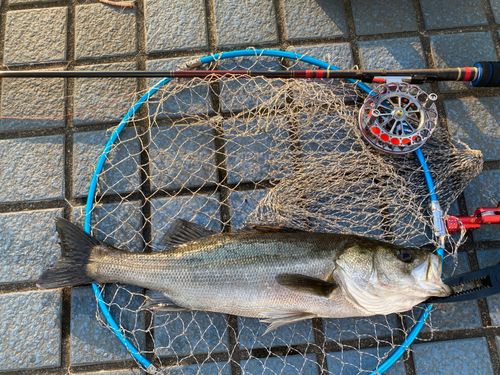 スズキの釣果