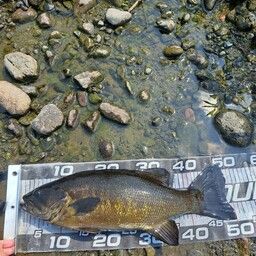 スモールマウスバス