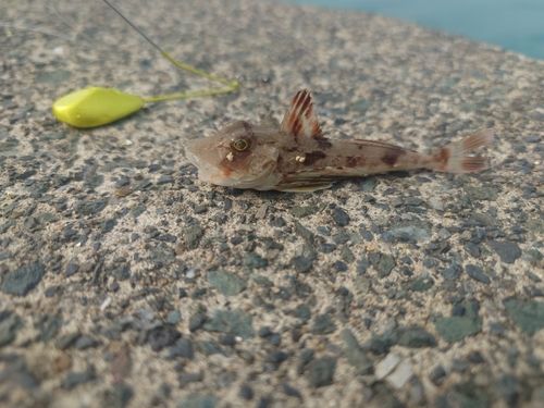 ホウボウの釣果