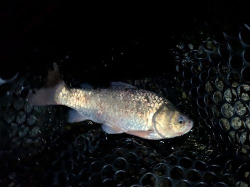 フナの釣果