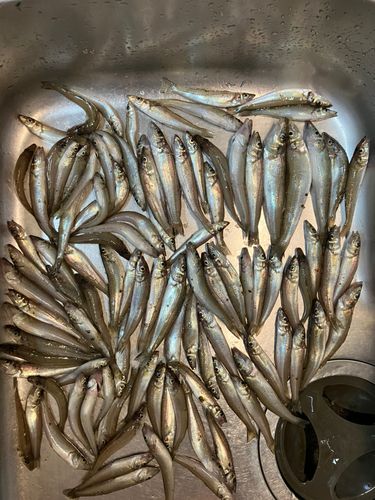キスの釣果