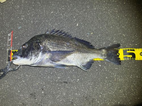 クロダイの釣果