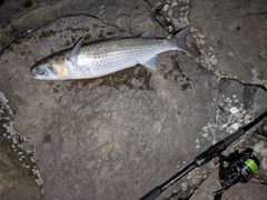 ボラの釣果