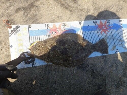 ヒラメの釣果