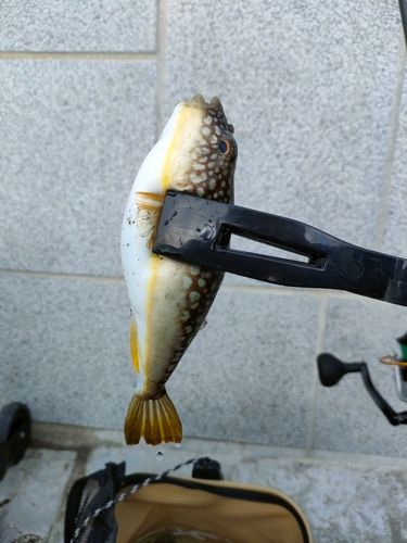 クサフグの釣果