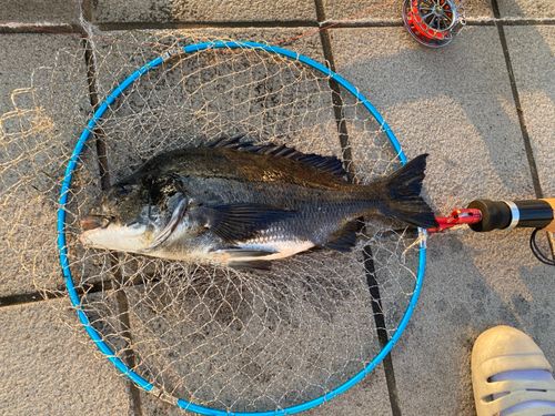 クロダイの釣果