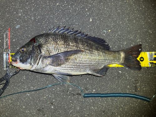 クロダイの釣果
