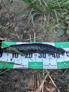 ライギョの釣果