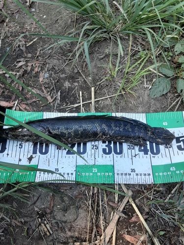 ライギョの釣果