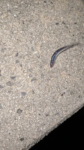 カタクチイワシの釣果