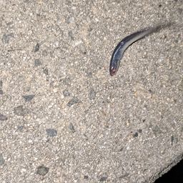 カタクチイワシ