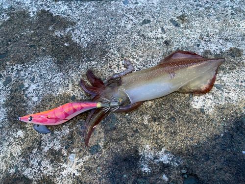 ケンサキイカの釣果