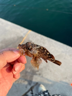 ガシラの釣果