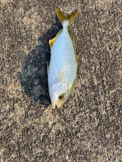 ショゴの釣果