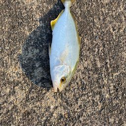 ショゴ