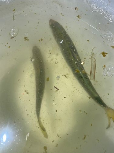 コノシロの釣果