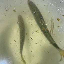コノシロ