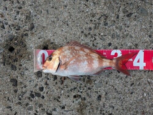マダイの釣果