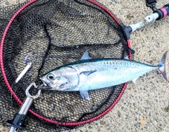 マルソウダの釣果
