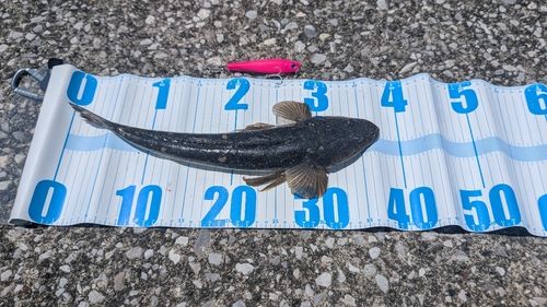 マゴチの釣果